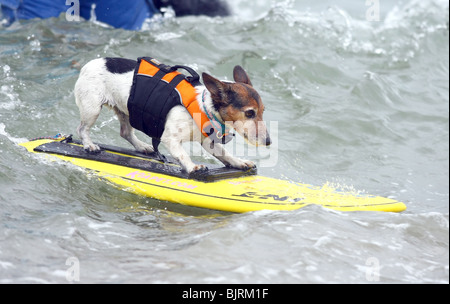 DOGS SURFING 4TH ANNUAL LOWES CORONADO BAY RESORT SURFDOG COMPETITION SAN DIEGO CA USA 20 June 2009 Stock Photo