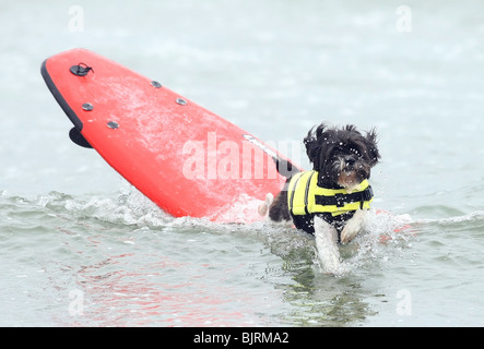 DOGS SURFING 4TH ANNUAL LOWES CORONADO BAY RESORT SURFDOG COMPETITION SAN DIEGO CA USA 20 June 2009 Stock Photo