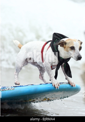 DOGS SURFING 4TH ANNUAL LOWES CORONADO BAY RESORT SURFDOG COMPETITION SAN DIEGO CA USA 20 June 2009 Stock Photo