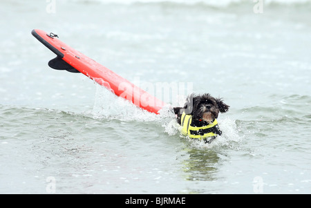 DOGS SURFING 4TH ANNUAL LOWES CORONADO BAY RESORT SURFDOG COMPETITION SAN DIEGO CA USA 20 June 2009 Stock Photo