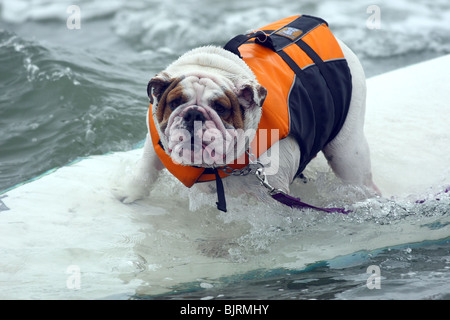 DOGS SURFING 4TH ANNUAL LOWES CORONADO BAY RESORT SURFDOG COMPETITION SAN DIEGO CA USA 20 June 2009 Stock Photo