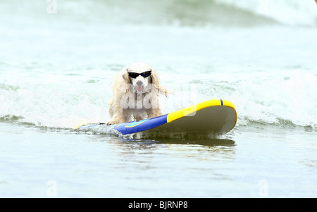 DOGS SURFING 4TH ANNUAL LOWES CORONADO BAY RESORT SURFDOG COMPETITION SAN DIEGO CA USA 20 June 2009 Stock Photo