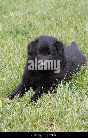 Belgian Shepherd Dog, Sheepdog Puppy Stock Photo