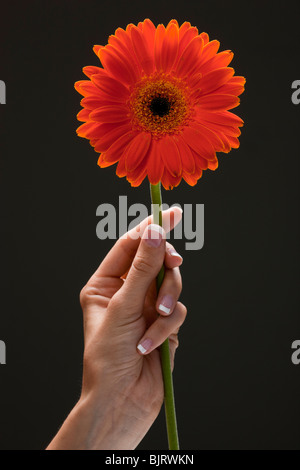 Hand holding a gerber daisy Stock Photo - Alamy