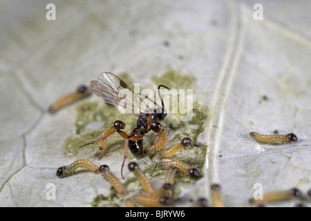 Parasitic wasp Cotesia Apanteles glomerata laying eggs on large white caterpillars, UK Stock Photo