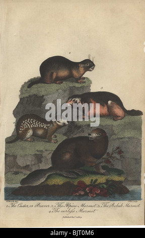 Beaver, alpine, bobak and earless marmots   Castor canadensis, Marmota marmota, Marmota bobak Stock Photo