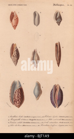 Decorative arrangement of nine colorful shells including the cowrie, mitra, Peruvian olive and terebellum. Stock Photo
