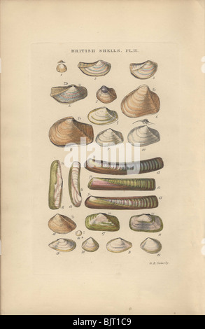 Tellen Shells Conchologia Iconica, published in 1843, is a comprehensive work ...