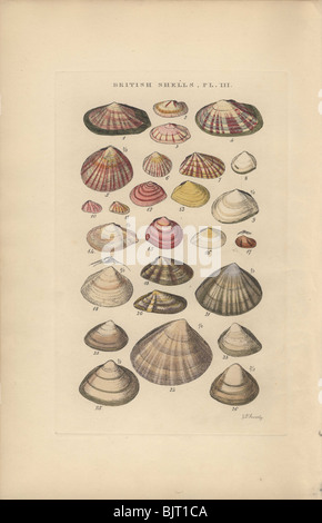 A variety of tellen shells. Stock Photo