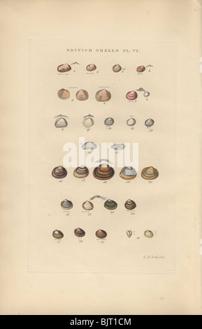 A variety of marine shells from the Kelliadae family. Stock Photo