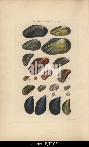 Tellen Shells Conchologia Iconica, published in 1843, is a comprehensive work ...