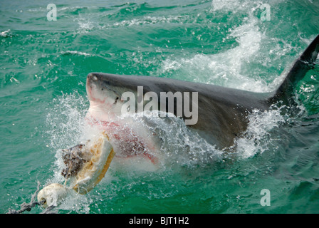 Great white shark eating (carcharodon carcharias) feeding and breaking the surface to bite bait, Gansbaii, Dyer Island, South Africa. Stock Photo