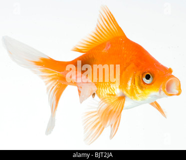 Goldfish on white background Stock Photo