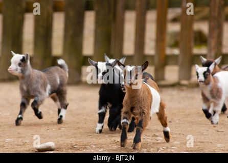 Cute running baby goats Stock Photo
