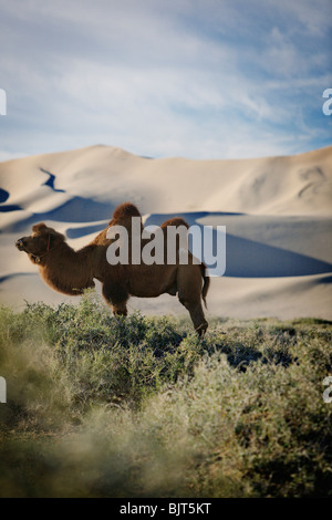 Bactrian camel (two humps) near Khongoryn Els (Singing Sands) sand dunes in Gobi Desert, Mongolia. Stock Photo