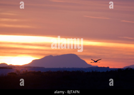 Greater Flamingo (Phoenicopterus roseus) flying at dawn, Regional Park of Camargue, South of France