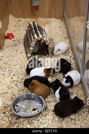 Guinea pig pet store shop