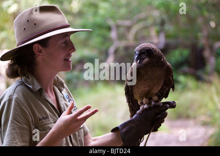 Handler works with a black breasted buzzard during the Birds of Prey show at the Flight Deck Territory Wildlife Park Australia Stock Photo