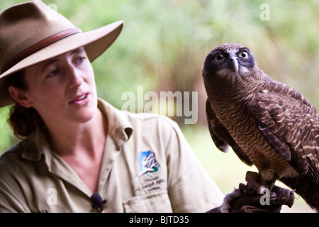 Handler works with a black breasted buzzard during the Birds of Prey show at the Flight Deck Territory Wildlife Park Australia Stock Photo