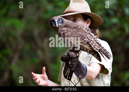 Handler works with a black breasted buzzard during the Birds of Prey show at the Flight Deck Territory Wildlife Park Australia Stock Photo