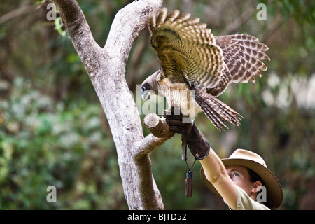 Skilled handlers display  Australia's magnificent raptors during Birds of Prey Show at the Flight Deck Territory Wildlife Park Stock Photo