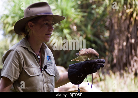 Handler works with a black breasted buzzard during the Birds of Prey show at the Flight Deck Territory Wildlife Park Australia Stock Photo