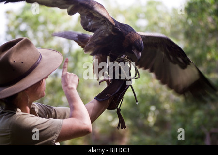 Handler works with a black breasted buzzard during the Birds of Prey show at the Flight Deck Territory Wildlife Park Australia Stock Photo