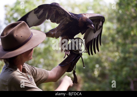 Handler works with a black breasted buzzard during the Birds of Prey show at the Flight Deck Territory Wildlife Park Australia Stock Photo