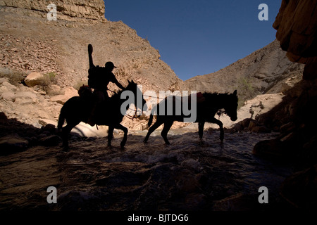 Horse riding in Colca Canyon Valley, the deepest canyon on Earth. Peru, South America Arequipa Stock Photo