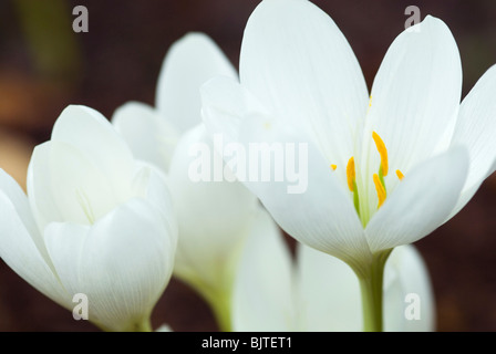 COLCHICUM SPECIOSUM ALBUM AUTUMN CROCUS Stock Photo