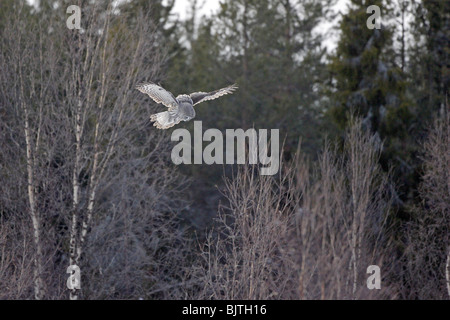 Great Grey owl hunting Stock Photo