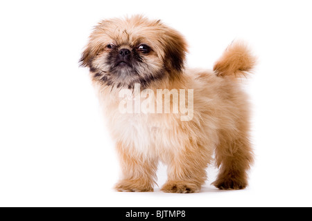 Cute little pekingese dog isolated on white Stock Photo