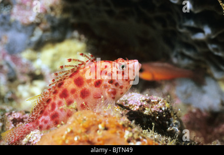 Coral Hawkfish. Cirrhitichthys Oxycephalus. Underwater in the Galapagos Islands. Underwater photography. Ocean fish. Stock Photo