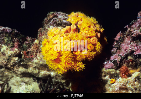 Orange cup coral. Tubastraea Coccinea. Marine cup corals. Underwater off the Galapagos Islands. Underwater photography. Stock Photo