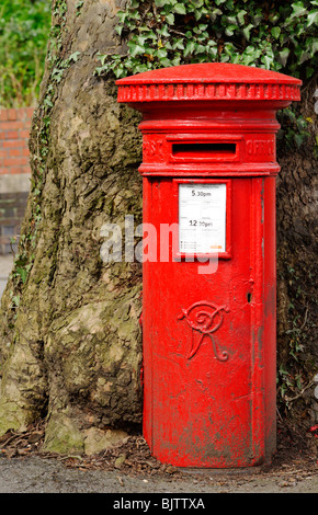 Unusual small red UK mailbox with very old tree growing around it Stock Photo