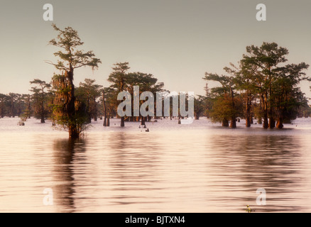 Atchafalaya Swamp Louisiana the largest in the USA Stock Photo