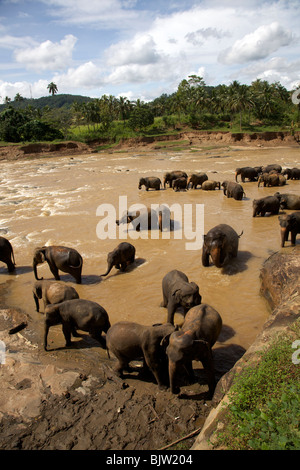 Elephants in Sri Lanka go for there daily bath from the Elephant orphanage in Pinnawala, Sri Lanka Stock Photo