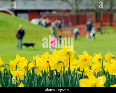 A group of cheerful spring daffodils outside in parkland setting with family playing in background Stock Photo