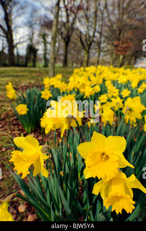 A group of cheerful spring daffodils outside in natural setting Stock Photo