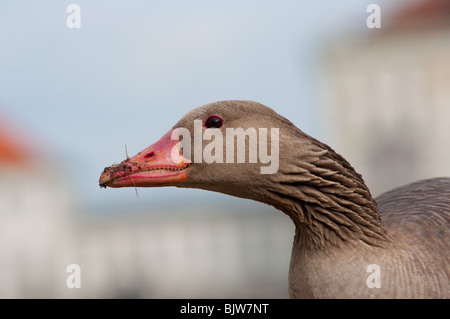 Greylag goose at Nymphenburg palace in Munich, Germany Stock Photo