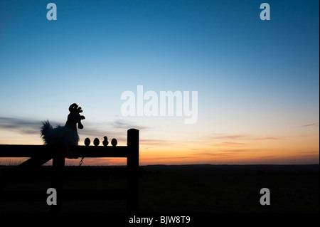 Soft toy Chicken with eggs and chick on a gate at sunrise. Silhouette Stock Photo