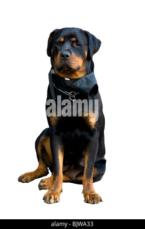 Female Rottweiler on a white background Stock Photo