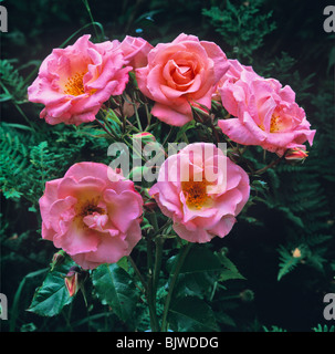 A close up picture of the Rosa 'Alfresco' Stock Photo
