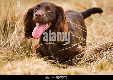 Working Cocker Spaniel Stock Photo