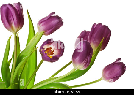 Purple Spring Tulips Isolated on a Pure White Background Stock Photo