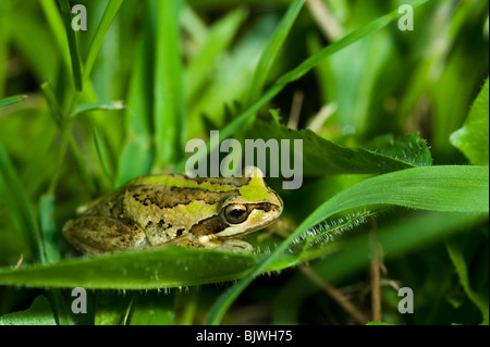 Southern Brown Tree Frog Litoria ewingii  Gippsland Victoria Australia Stock Photo