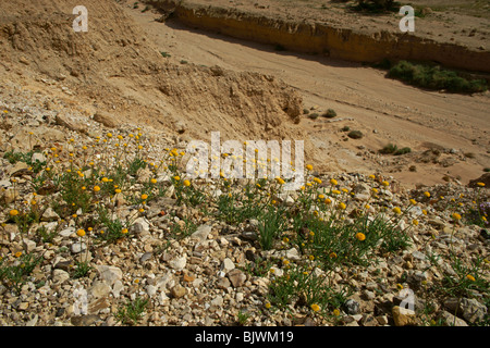 Machtesh Katan Negev Israel Stock Photo