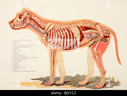 Male internal organs, illustration Stock Photo: 79461761 - Alamy