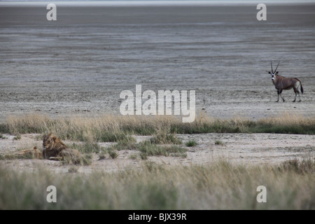 Oryx avoids two male lions resting Stock Photo
