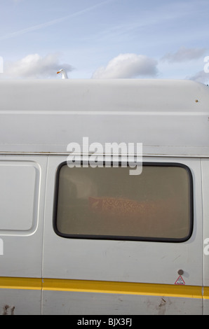 Seagull perching on a van, Teignmouth, Devon, England Stock Photo